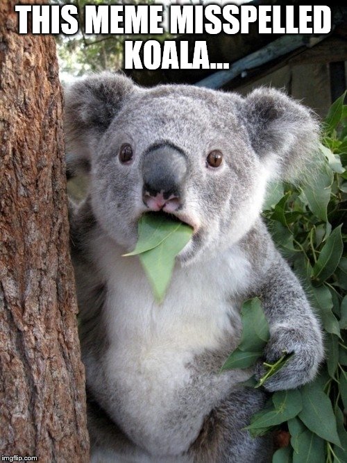 Surprised Koala | THIS MEME MISSPELLED KOALA... | image tagged in memes,surprised coala | made w/ Imgflip meme maker