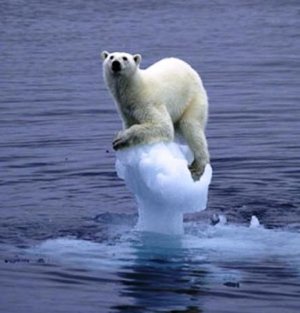High Quality Melting Ice Polar Bear Blank Meme Template