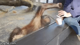 La Reacción De Este Orangután A Un Truco De Magia No Tiene Precio.