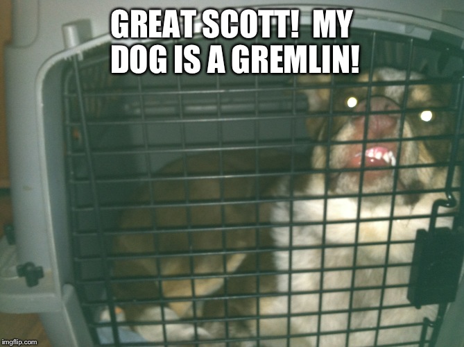 Lol dog Gremlin | GREAT SCOTT!  MY DOG IS A GREMLIN! | image tagged in lol dog gremlin,lol dog,doob,the cow guy | made w/ Imgflip meme maker