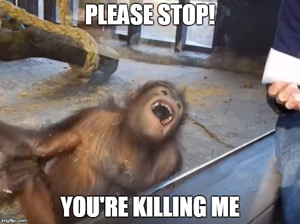PLEASE STOP! YOU'RE KILLING ME | image tagged in orangutan,lmao,please stop,you're killing me | made w/ Imgflip meme maker
