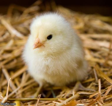 Baby Chicken | image tagged in baby chicken | made w/ Imgflip meme maker