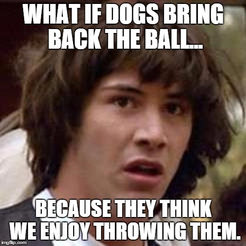 A meme about dogs. Not Raydogs. Just regular dogs. | WHAT IF DOGS BRING BACK THE BALL... BECAUSE THEY THINK WE ENJOY THROWING THEM. | image tagged in memes,conspiracy keanu,dogs | made w/ Imgflip meme maker
