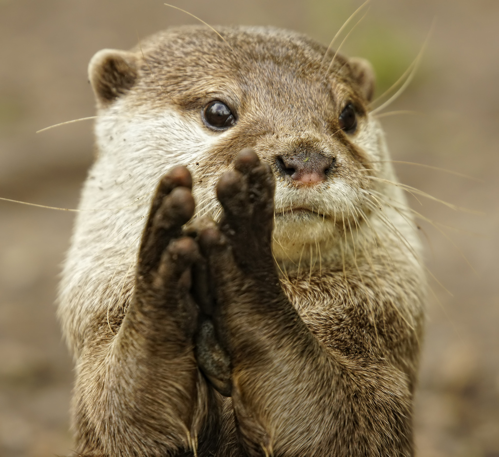 High Quality Squirrel Applause Blank Meme Template