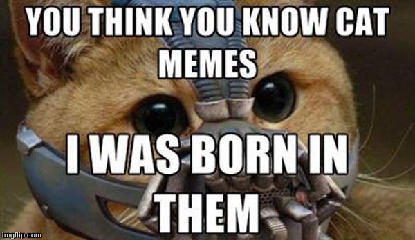 The League of Memes | image tagged in memes,cats,bane cat,league of memes | made w/ Imgflip meme maker