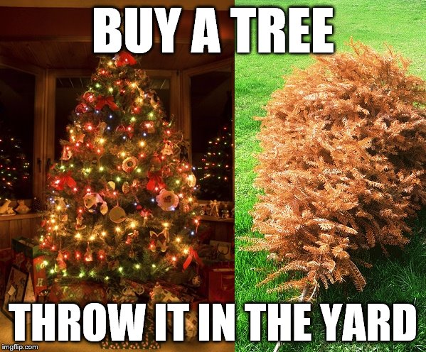 Buy a tree | BUY A TREE THROW IT IN THE YARD | image tagged in christmas,christmas tree | made w/ Imgflip meme maker