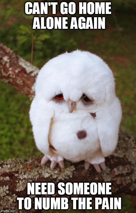 sad owl | CAN'T GO HOME ALONE AGAIN NEED SOMEONE TO NUMB THE PAIN | image tagged in sad owl | made w/ Imgflip meme maker