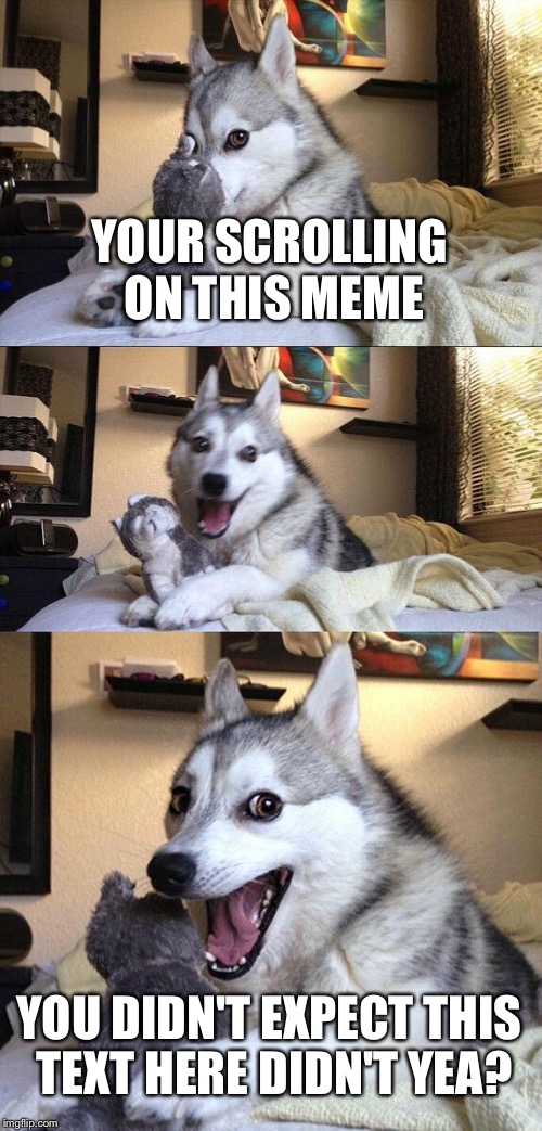 Bad Pun Dog | YOUR SCROLLING ON THIS MEME YOU DIDN'T EXPECT THIS TEXT HERE DIDN'T YEA? | image tagged in memes,bad pun dog | made w/ Imgflip meme maker