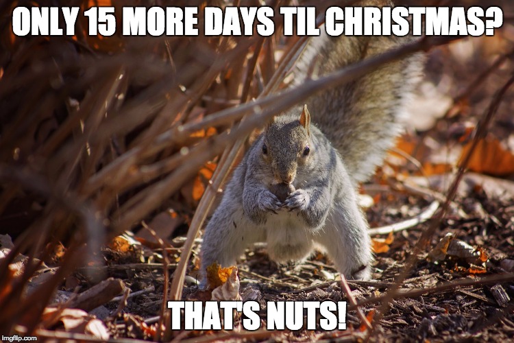 Nutty Squirrel | ONLY 15 MORE DAYS TIL CHRISTMAS? THAT'S NUTS! | image tagged in nutty squirrel | made w/ Imgflip meme maker