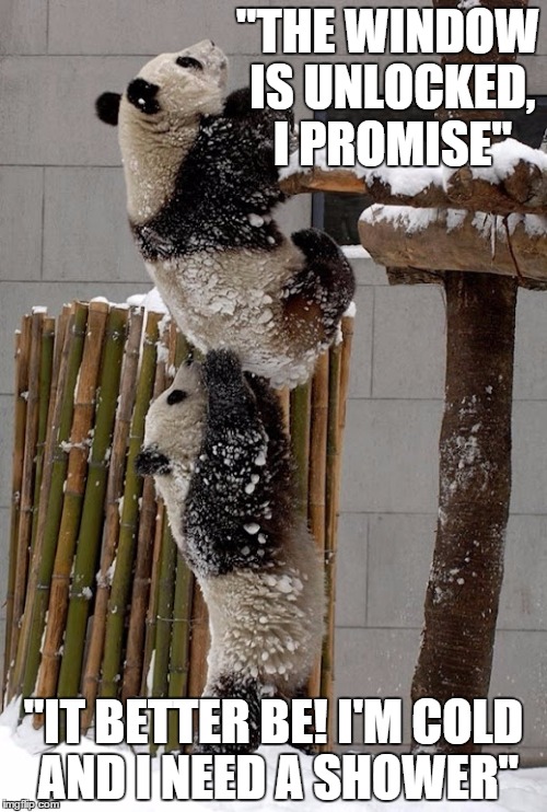 Perseverance Gets You Places | "THE WINDOW IS UNLOCKED, I PROMISE" "IT BETTER BE! I'M COLD AND I NEED A SHOWER" | image tagged in memes,panda bears | made w/ Imgflip meme maker