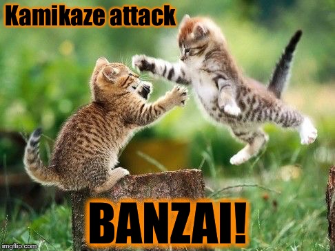 Banzai | Kamikaze attack BANZAI! | image tagged in flying kitten,kamikaze,banzai | made w/ Imgflip meme maker