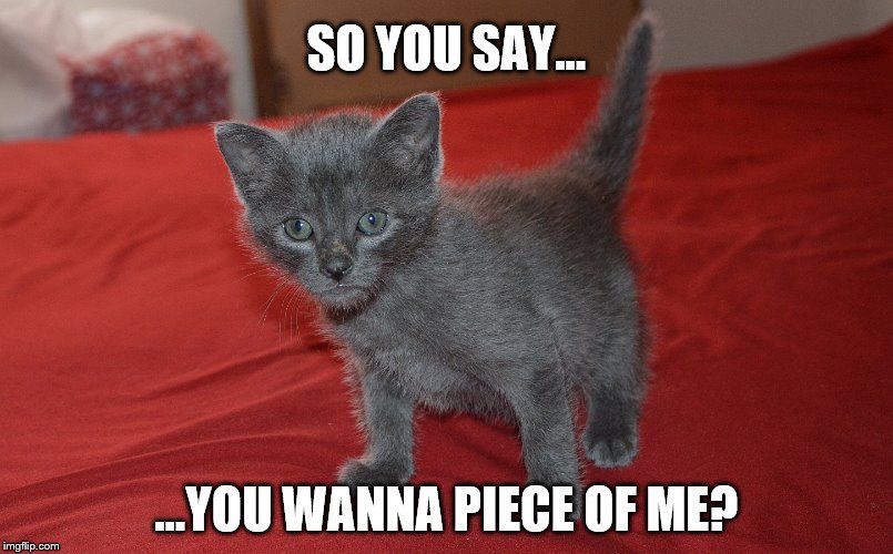 So You Say You Wanna Piece of Me? | SO YOU SAY... ...YOU WANNA PIECE OF ME? | image tagged in russian blue kitten,cat,gray cat,kitten | made w/ Imgflip meme maker
