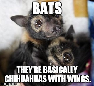BATS THEY'RE BASICALLY CHIHUAHUAS WITH WINGS. | image tagged in bats,chihuahua | made w/ Imgflip meme maker