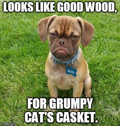 LOOKS LIKE GOOD WOOD, FOR GRUMPY CAT'S CASKET. | made w/ Imgflip meme maker