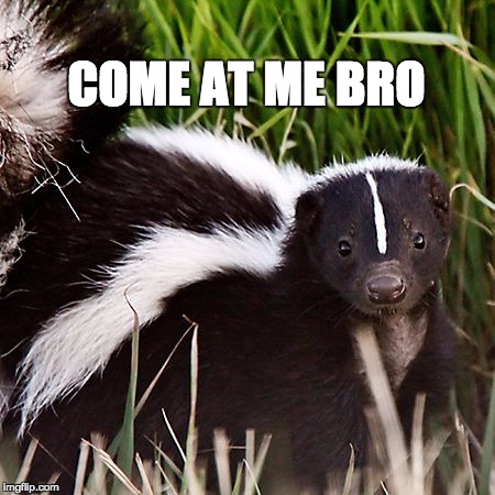 skunk | COME AT ME BRO | image tagged in skunk | made w/ Imgflip meme maker