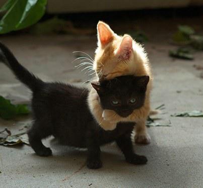 Kitten hugs Blank Meme Template