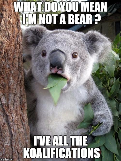 Surprised Koala | WHAT DO YOU MEAN I'M NOT A BEAR ? I'VE ALL THE KOALIFICATIONS | image tagged in memes,surprised koala | made w/ Imgflip meme maker