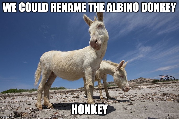 WE COULD RENAME THE ALBINO DONKEY HONKEY | made w/ Imgflip meme maker