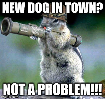 Bazooka Squirrel | NEW DOG IN TOWN? NOT A PROBLEM!!! | image tagged in memes,bazooka squirrel | made w/ Imgflip meme maker