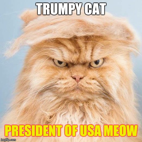 trumpy cat 2 | TRUMPY CAT PRESIDENT OF USA MEOW | image tagged in trumpy cat 2 | made w/ Imgflip meme maker