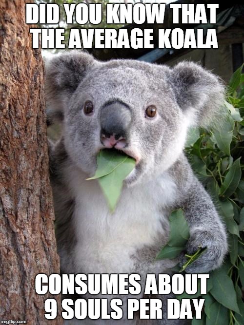 Surprised Koala Meme | DID YOU KNOW THAT THE AVERAGE KOALA CONSUMES ABOUT 9 SOULS PER DAY | image tagged in memes,surprised koala | made w/ Imgflip meme maker