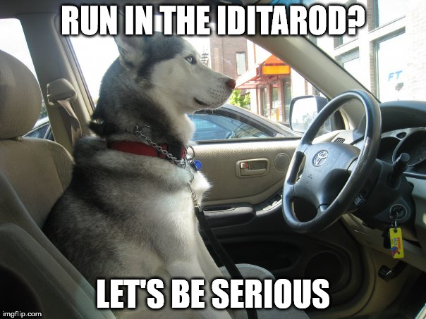 RUN IN THE IDITAROD? LET'S BE SERIOUS | image tagged in memes,husky,car | made w/ Imgflip meme maker