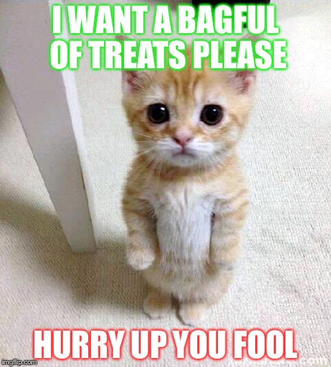 Cute Cat | I WANT A BAGFUL OF TREATS PLEASE HURRY UP YOU FOOL | image tagged in memes,cute cat | made w/ Imgflip meme maker
