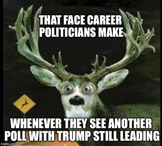 JUST LIKE A DEER IN THE HEADLIGHTS | THAT FACE CAREER POLITICIANS MAKE WHENEVER THEY SEE ANOTHER POLL WITH TRUMP STILL LEADING | image tagged in deer in the headlights,donald trump | made w/ Imgflip meme maker