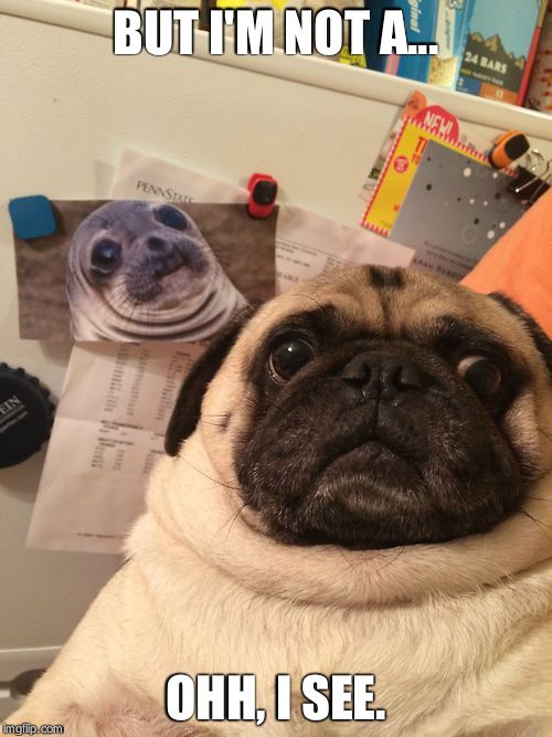 Awkward moment pug | BUT I'M NOT A... OHH, I SEE. | image tagged in awkward moment pug | made w/ Imgflip meme maker