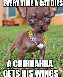 EVERY TIME A CAT DIES A CHIHUAHUA GETS HIS WINGS | made w/ Imgflip meme maker
