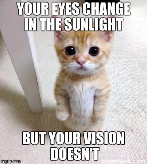 Cute Cat | YOUR EYES CHANGE IN THE SUNLIGHT BUT YOUR VISION DOESN'T | image tagged in memes,cute cat | made w/ Imgflip meme maker