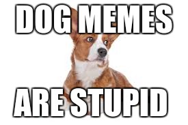stop the dog memes | DOG MEMES ARE STUPID | image tagged in dogs,memes,stupid | made w/ Imgflip meme maker