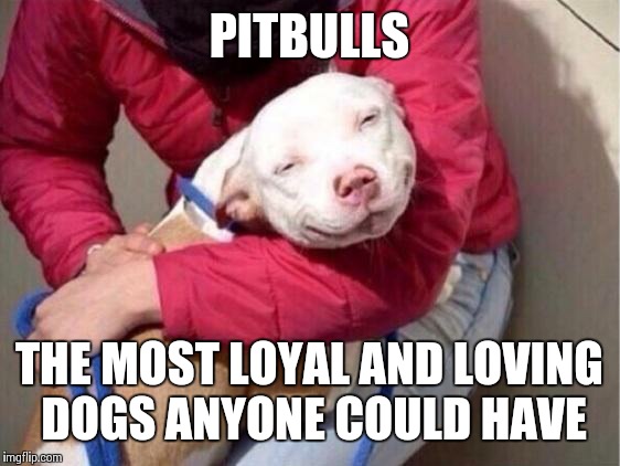 Smug Pitbull | PITBULLS THE MOST LOYAL AND LOVING DOGS ANYONE COULD HAVE | image tagged in smug pitbull | made w/ Imgflip meme maker