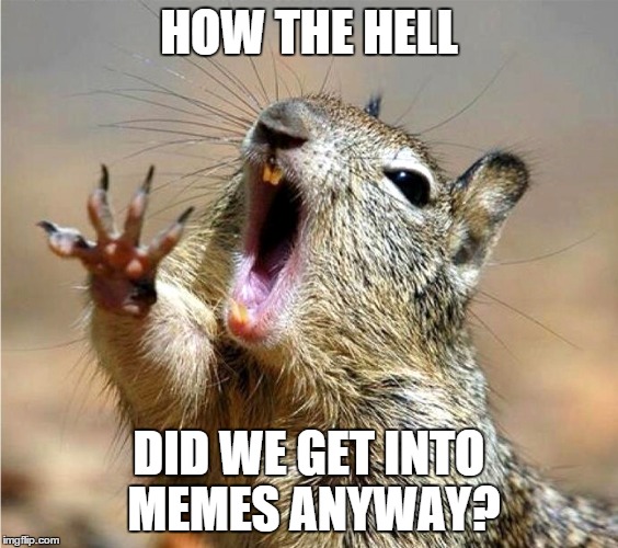 I started using imgflip as a basic meme generator for other applications.  Now it has consumed me. | HOW THE HELL DID WE GET INTO MEMES ANYWAY? | image tagged in memes,meme,squirrel,wtf | made w/ Imgflip meme maker