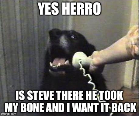 Yes this is dog | YES HERRO IS STEVE THERE HE TOOK MY BONE AND I WANT IT BACK | image tagged in yes this is dog | made w/ Imgflip meme maker