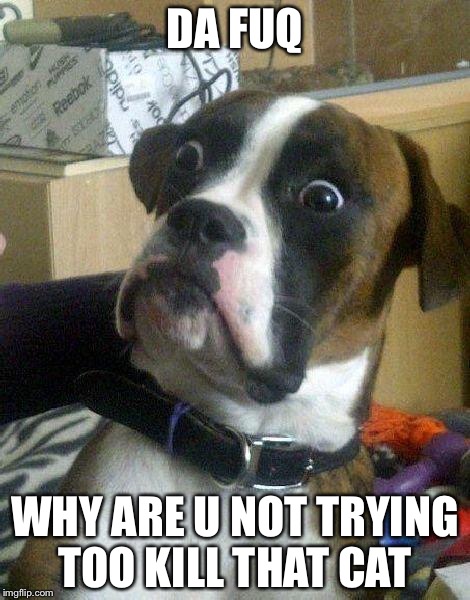 Surprised Dog | DA FUQ WHY ARE U NOT TRYING TOO KILL THAT CAT | image tagged in surprised dog | made w/ Imgflip meme maker