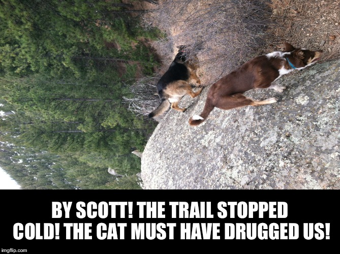 Lol dog searching | BY SCOTT! THE TRAIL STOPPED COLD! THE CAT MUST HAVE DRUGGED US! | image tagged in lol dog searching,lol dog,the cow guy,king julien,communistic cat | made w/ Imgflip meme maker