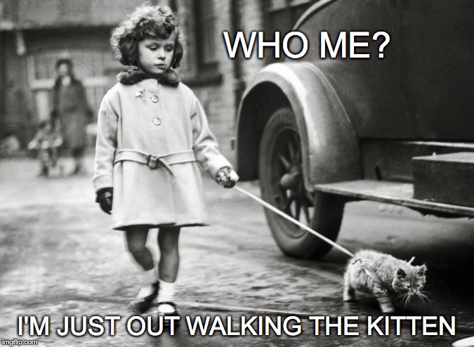 Who me? | WHO ME? I'M JUST OUT WALKING THE KITTEN | image tagged in i'm just out walking the kitten,car coat,kitten with a leash,leash,kitten,vintage | made w/ Imgflip meme maker