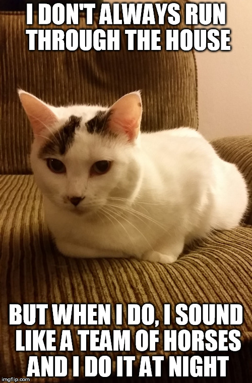 I DON'T ALWAYS RUN THROUGH THE HOUSE BUT WHEN I DO, I SOUND LIKE A TEAM OF HORSES AND I DO IT AT NIGHT | image tagged in most interesting cat in the world,AdviceAnimals | made w/ Imgflip meme maker