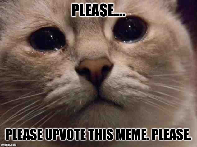 Some memes are getting pathetic! | PLEASE.... PLEASE UPVOTE THIS MEME. PLEASE. | image tagged in funny memes,please,begging cat | made w/ Imgflip meme maker