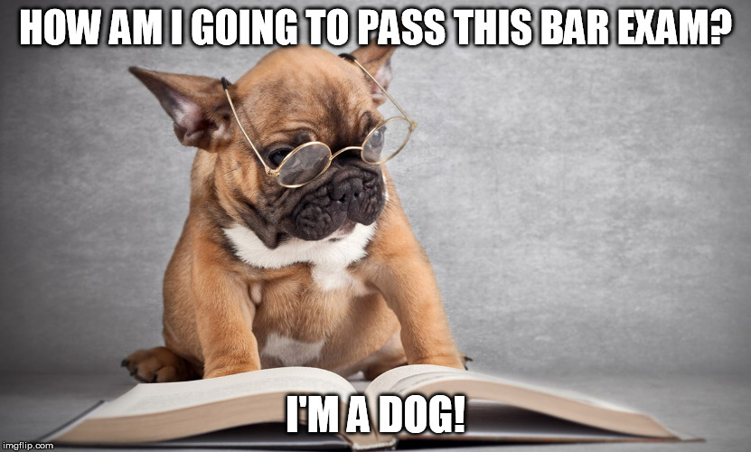 3AM and I just realized... | HOW AM I GOING TO PASS THIS BAR EXAM? I'M A DOG! | image tagged in i'm a dog | made w/ Imgflip meme maker