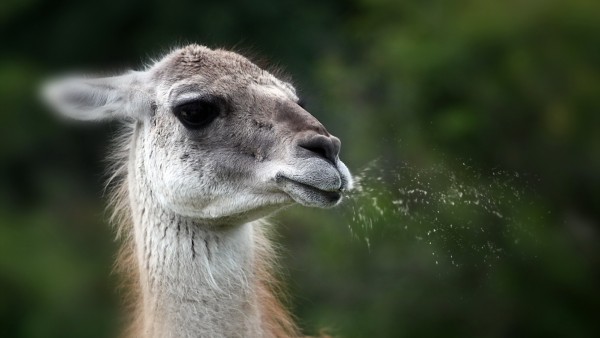 High Quality Funny spitting llama Blank Meme Template