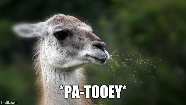 Funny spitting llama | *PA-TOOEY* | image tagged in funny spitting llama | made w/ Imgflip meme maker