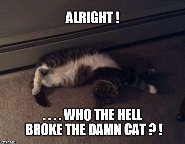 broken cat | ALRIGHT ! . . . . WHO THE HELL BROKE THE DAMN CAT ? ! | image tagged in cat,broken cat | made w/ Imgflip meme maker