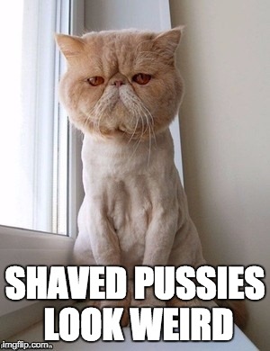 SHAVED PUSSIES LOOK WEIRD | image tagged in shaved,pussy,cat,mad cat,shave | made w/ Imgflip meme maker