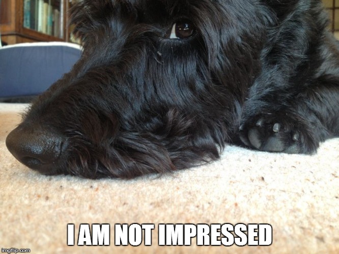 not impressed | I AM NOT IMPRESSED | image tagged in unimpressed | made w/ Imgflip meme maker