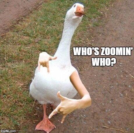 WHO'S ZOOMIN' WHO? | image tagged in memes,duck,meme | made w/ Imgflip meme maker