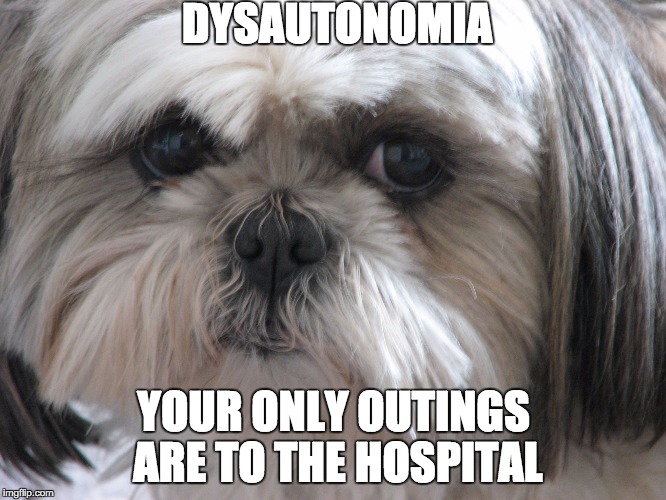 Dysautonomia Dog | DYSAUTONOMIA YOUR ONLY OUTINGS ARE TO THE HOSPITAL | image tagged in dysautonomia dog | made w/ Imgflip meme maker