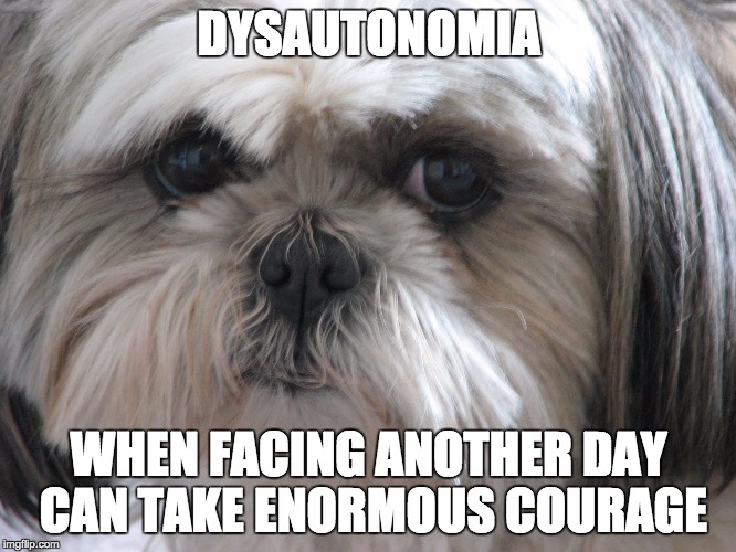 Dysautonomia Dog | DYSAUTONOMIA WHEN FACING ANOTHER DAY CAN TAKE ENORMOUS COURAGE | image tagged in dysautonomia dog | made w/ Imgflip meme maker