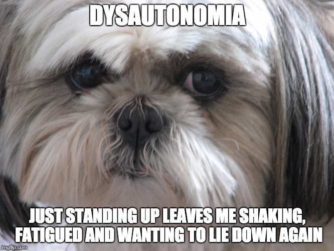 Dysautonomia Dog | DYSAUTONOMIA JUST STANDING UP LEAVES ME SHAKING, FATIGUED AND WANTING TO LIE DOWN AGAIN | image tagged in dysautonomia dog | made w/ Imgflip meme maker